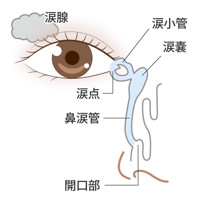 涙道解剖